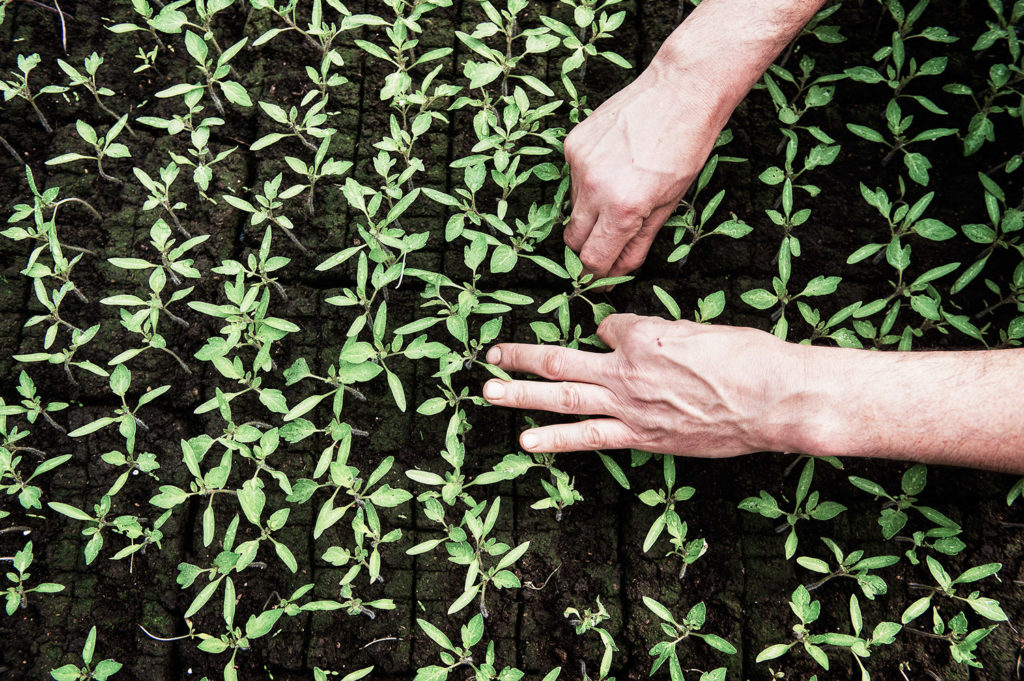 Fotografía de detalle de agricultura en Ugao-Miraballes. País Vasco