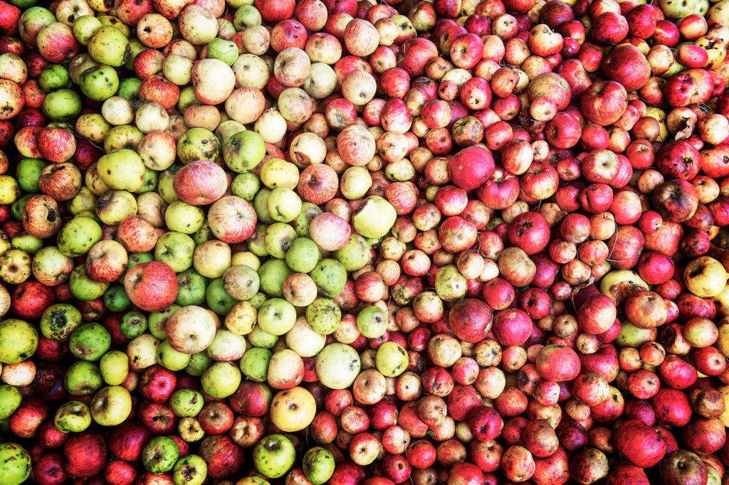 Fotografías de las manzanas para producir sidra en Uxarte Baserria. Zornotza - Amorebieta. País Vasco