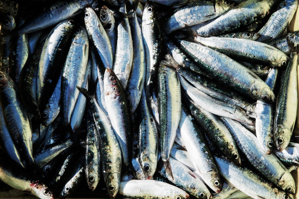 Fotografía de pescado en el Puerto de Ondarroa, País Vasco