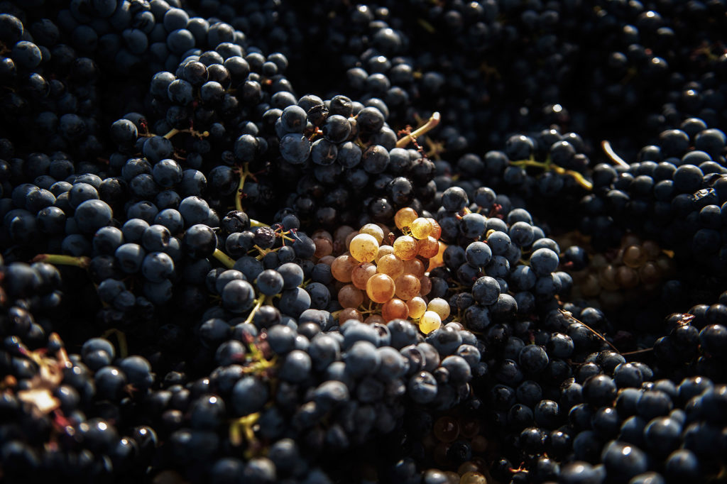 Uvas. Vendimia en Villabuena de Álava. Rioja Alavesa. País Vasco